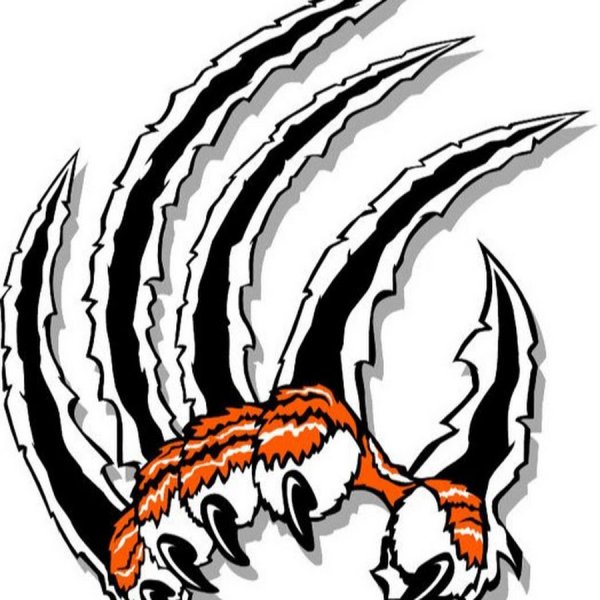 Лапа тигра с когтями