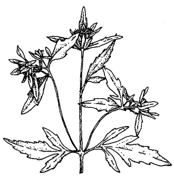 Череда трехраздельная (Bidens tripartita)