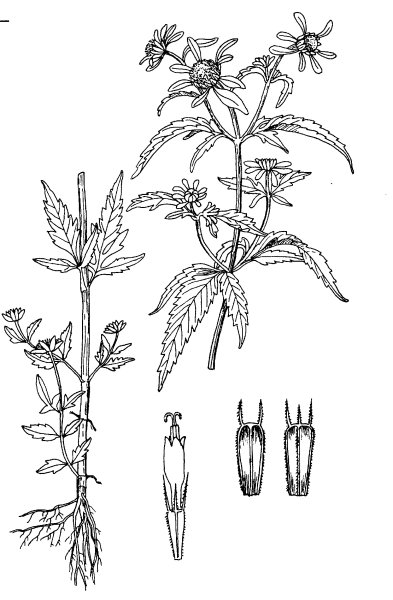 Череда трёхраздельная Фармакогнозия