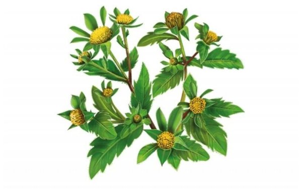 Череда трехраздельная плод