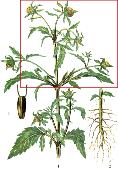 Череда трехраздельная (Bidens tripartita l.)