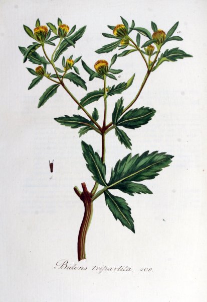 Череда трехраздельная плод