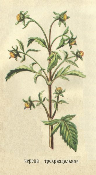 Череда трехраздельная трава