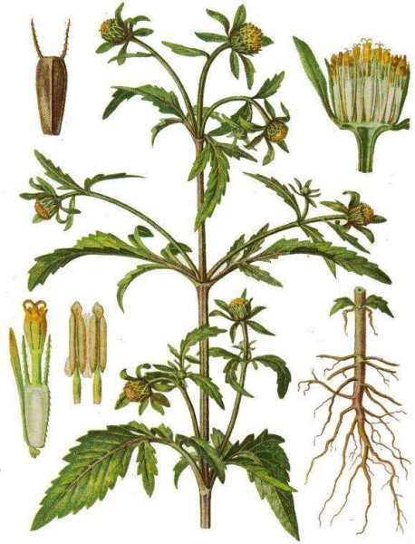 Череда трехраздельная гербарий