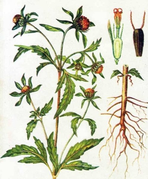 Череда трёхраздельная