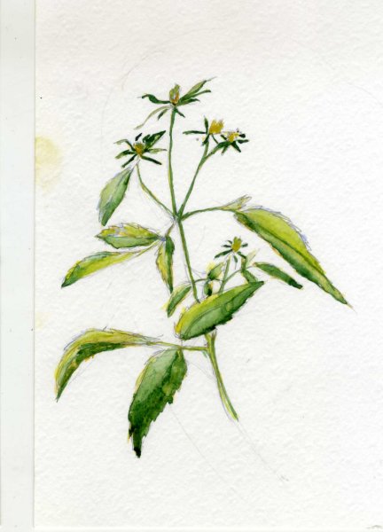 Формула цветка череды трехраздельной