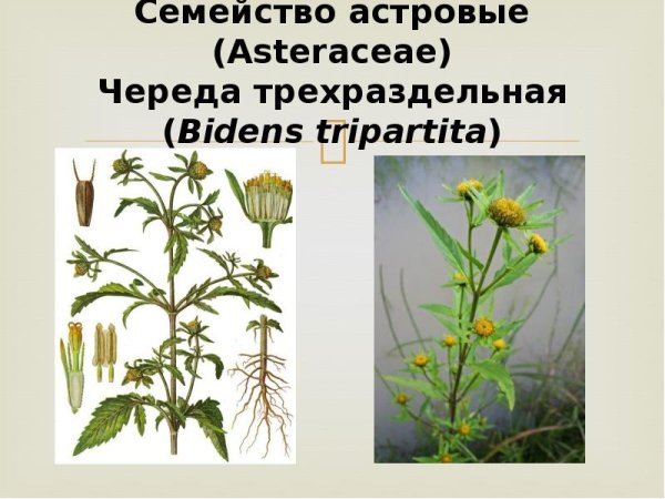 Трава череды ГФ