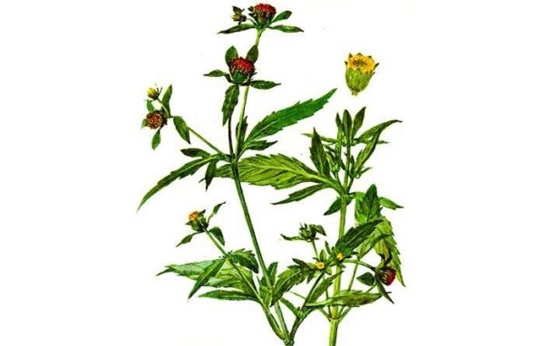 Череда трехраздельная лист рисунок