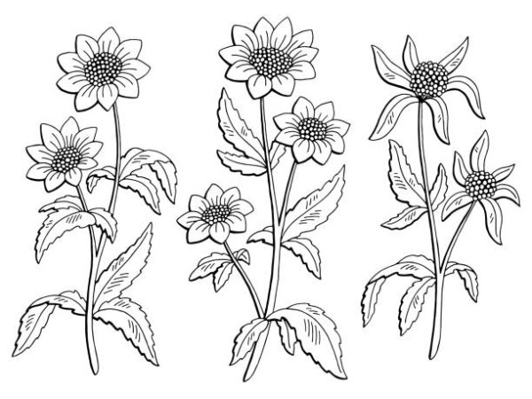 Череда трехраздельная ГФ