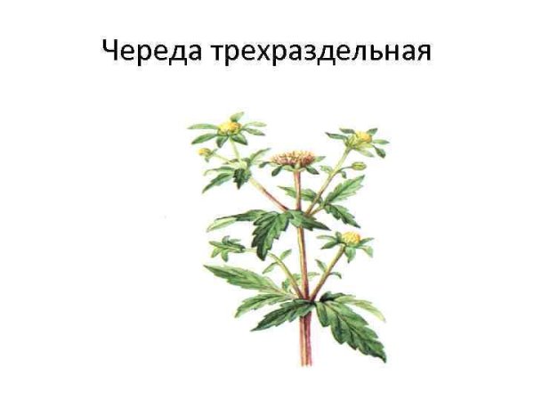 Череда трехраздельная плод