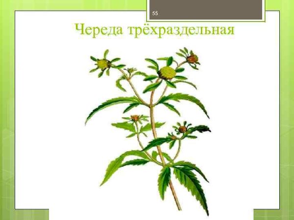 Череда трехраздельная ботаника