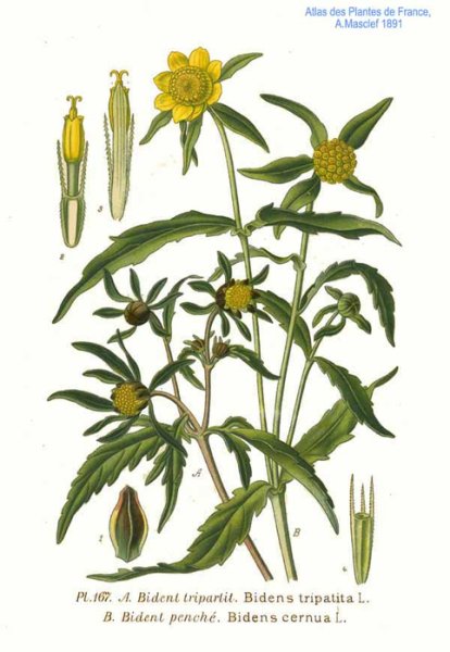 Череда трехраздельная контур