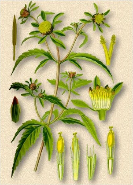 Череда трехраздельная ГФ