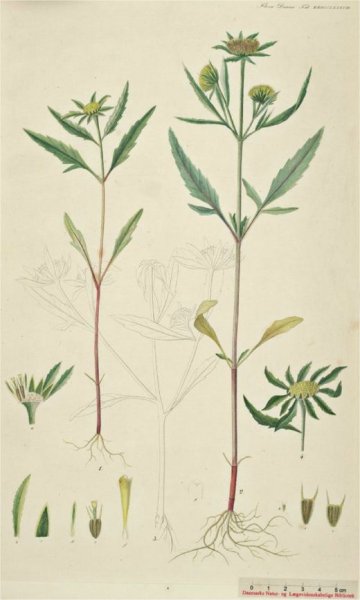 Череда трехраздельная, золотушная трава