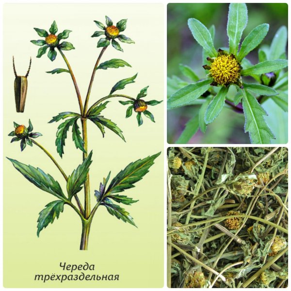 Череда Ботаническая иллюстрация