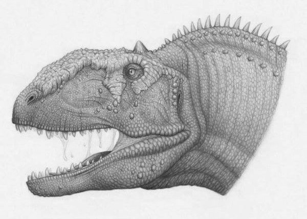 Majungasaurus crenatissimus