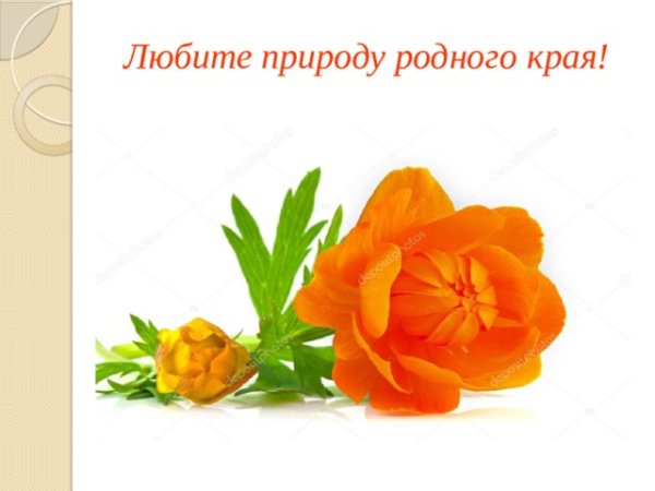 Жарки на белом фоне