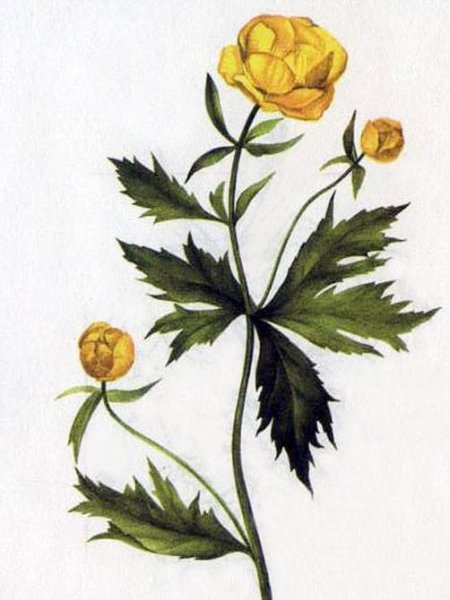 Купальница Италмас