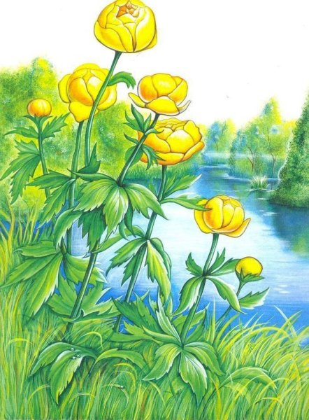 Купальница Италмас