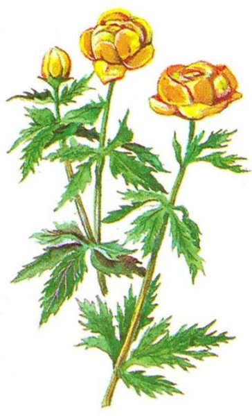 Купальница цветок Италмас