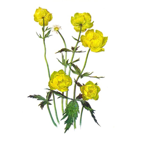 Купальница азиатская Ботаническая иллюстрация