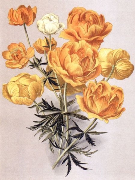 Желтые Купальницы живопись Родионова