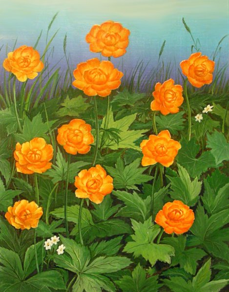 Купальница цветок раскраска