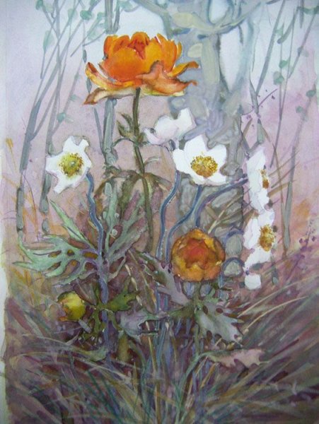 Жарки белые цветы