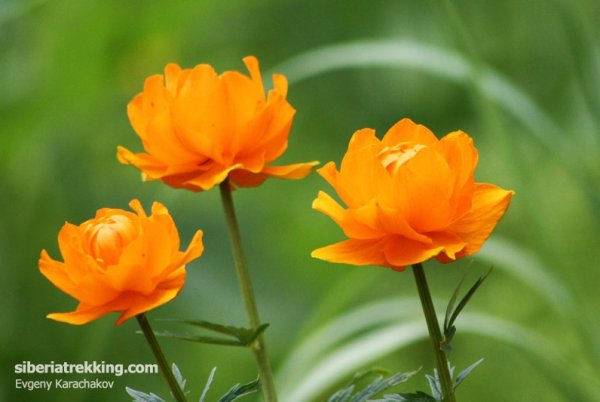 Купальница европейская