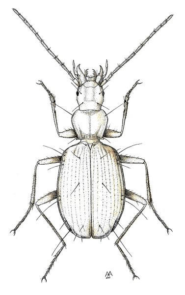 Жук пахучий красотел нарисовать