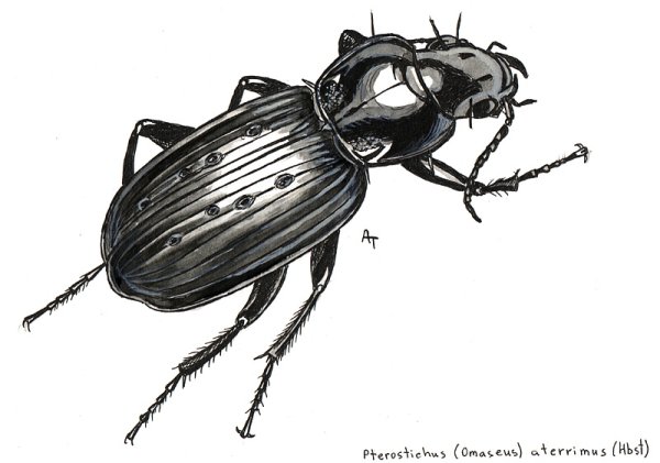 Жужелица Крымская