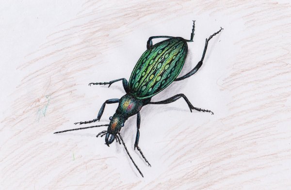 Жук жужелица узкогрудая