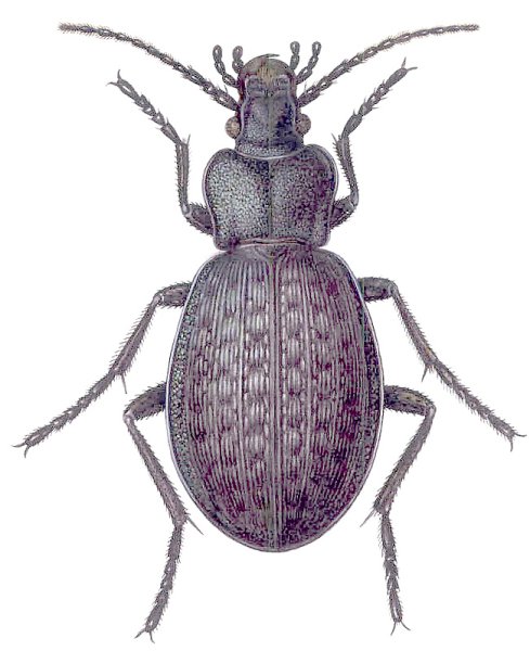 Carabus loschnikovi