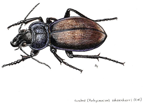 Кавказская жужелица контур