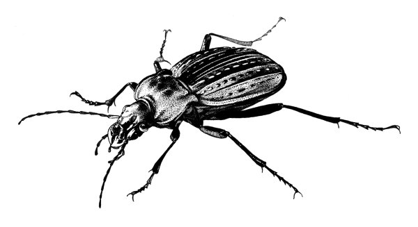 Кавказская жужелица контур