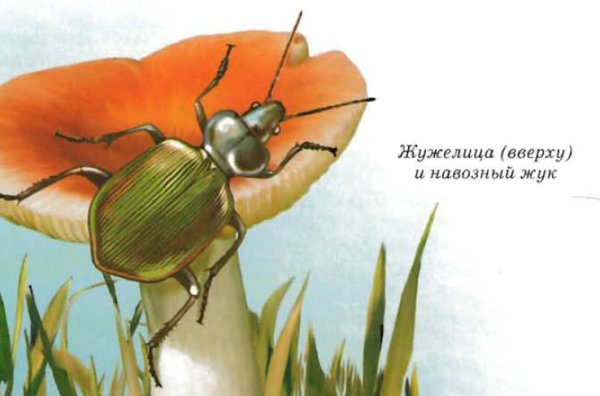 Строение жука жужелица