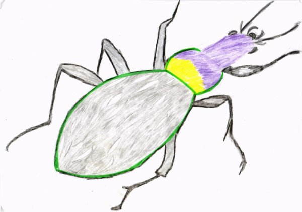 Жужелица раскраска для детей