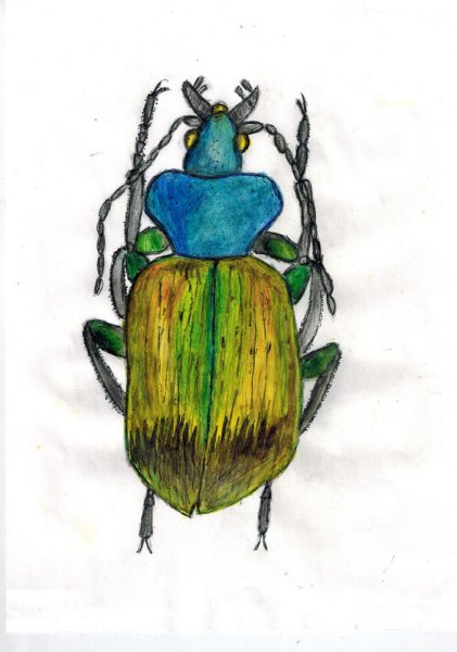 Жужелица Авинова