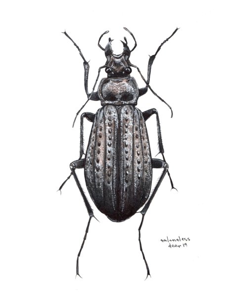 Жужелица решетчатая строение