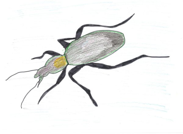 Жужелица Авинова