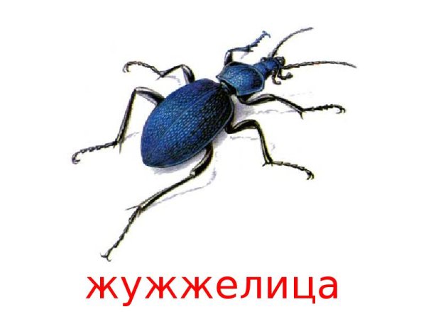 Жужелица Кавказская рисунок