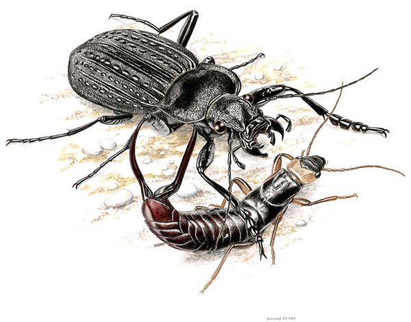 Жужелица Кавказская нарисовать