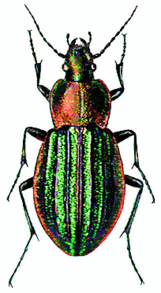 Жужелица золотокаемчатая