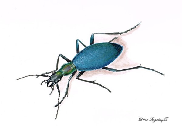 Жук жужелица рисунок