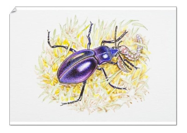 Жук жужелица раскраска