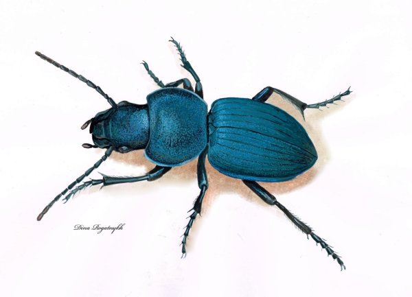 Жужелица Крымская рисунок