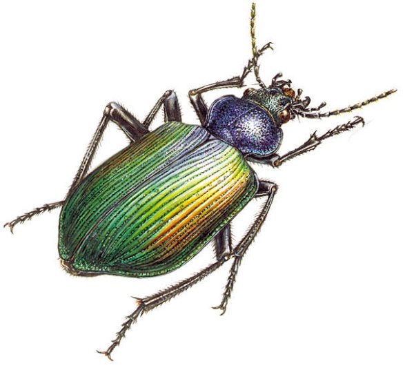 Красотел пахучий рисунок