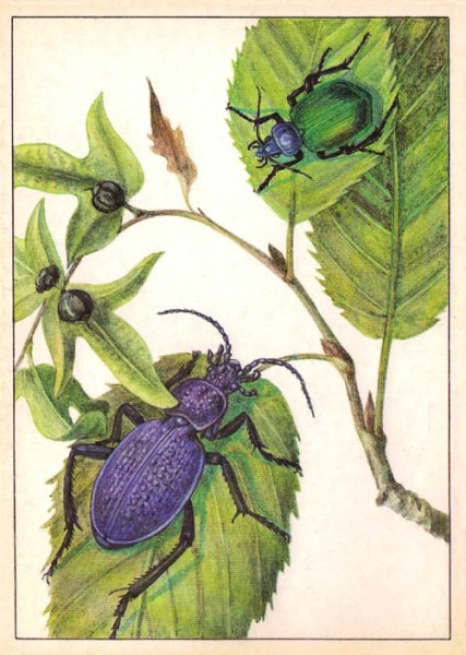 Жужелица рисунок