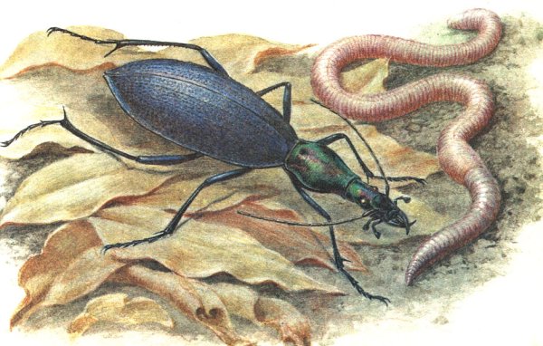 Жужелица Кавказская в красной