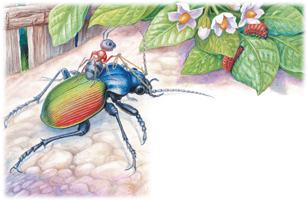 Виталий Бианки приключения муравьишки